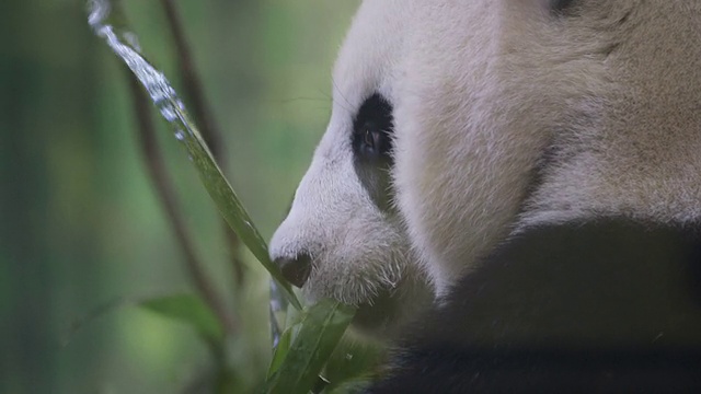 熊猫视频素材