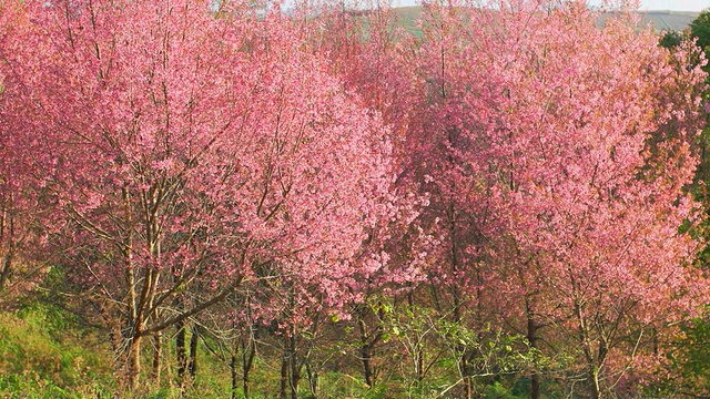 樱花樱花视频素材