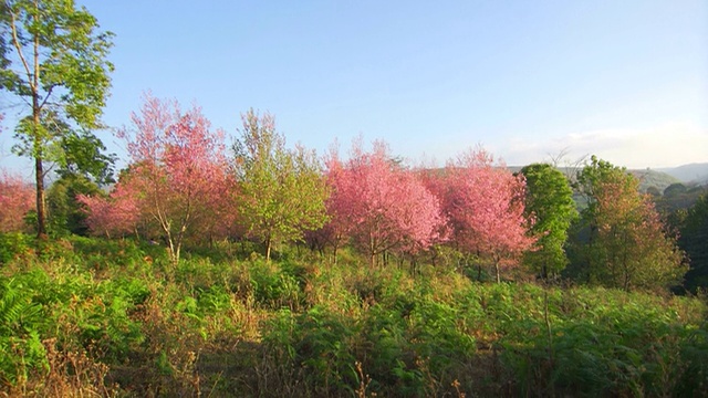 樱花樱花视频素材