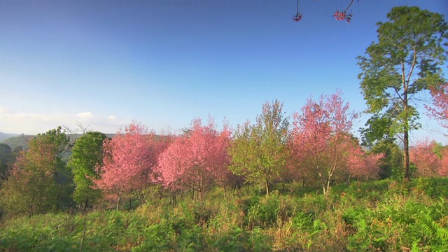 樱花樱花视频素材