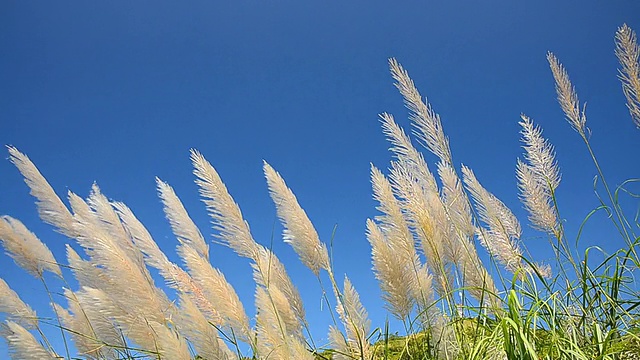 风吹过花草视频素材