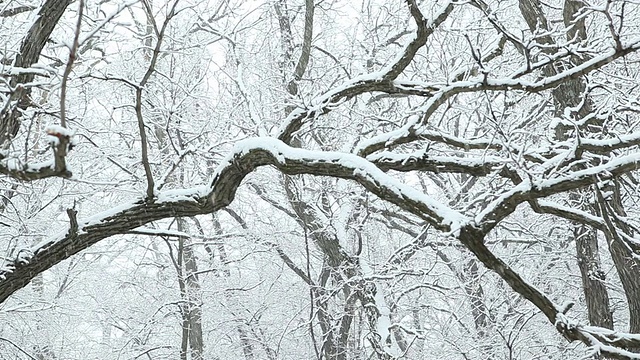 冬天橡树枝头飘落的雪视频下载