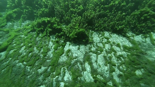 植物视频素材