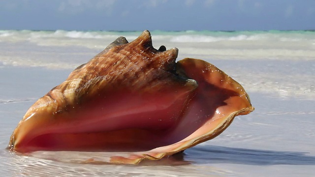 热带海滩上的海螺壳视频素材