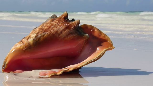 热带海滩上的海螺壳视频素材