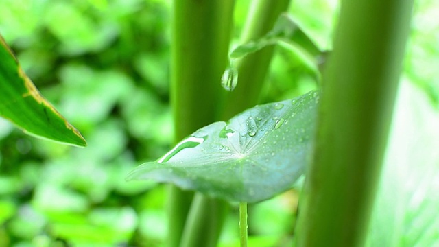 水滴在树叶上视频素材