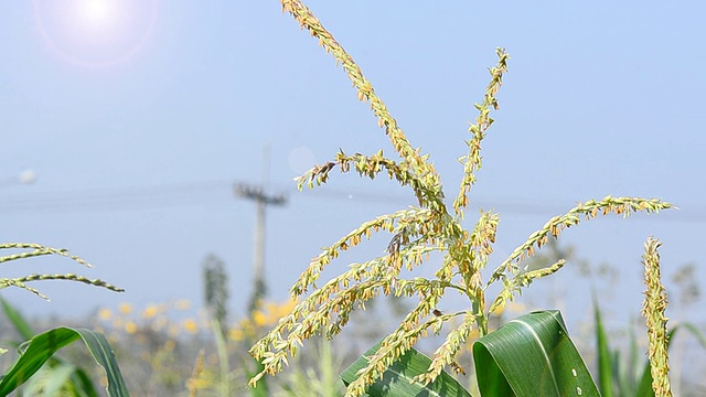 矢车菊视频素材