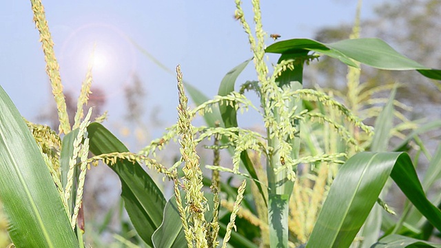 矢车菊视频素材