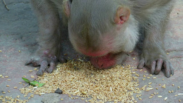 恒河猴视频下载