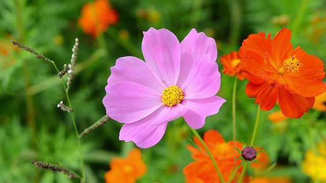 花园里的雏菊田视频素材