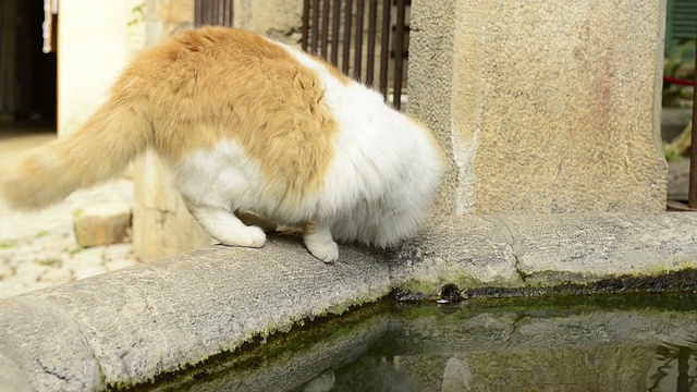 猫在喷泉里喝水视频素材