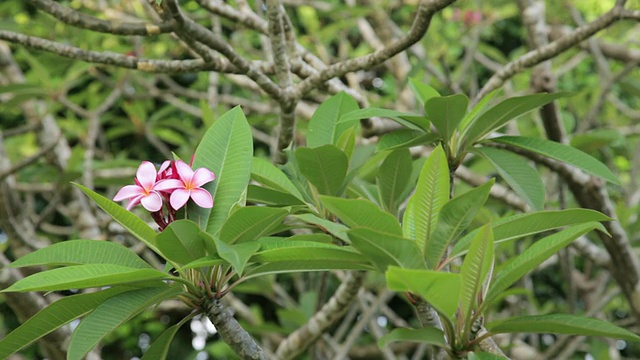 粉色plumeria花视频素材