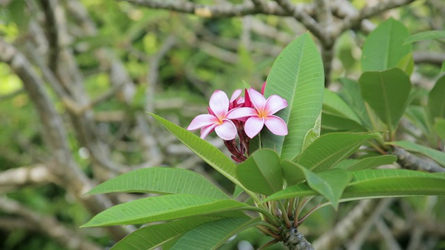 粉色plumeria花视频素材