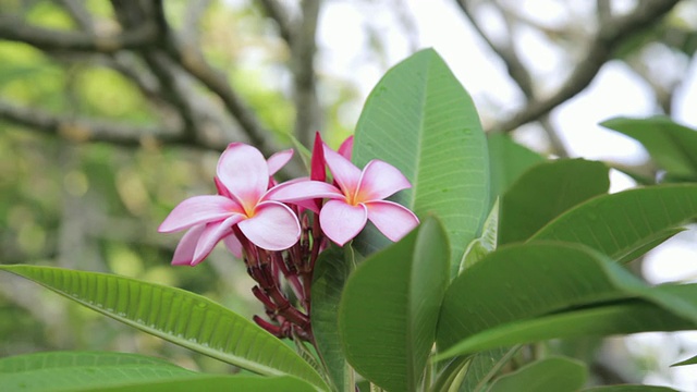 粉色plumeria花视频素材