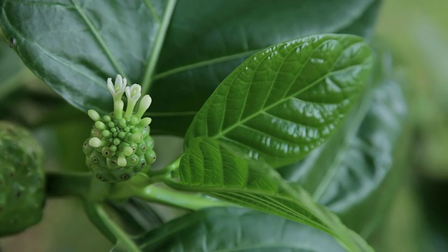 尼诺果带花视频素材