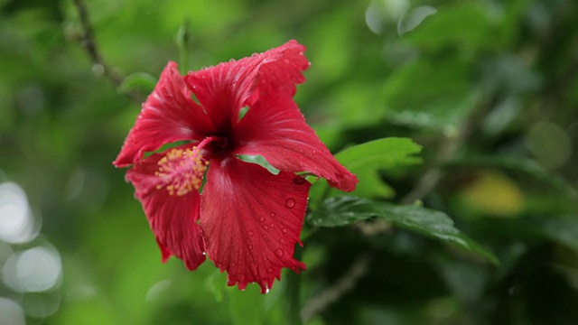 红色的芙蓉花视频素材