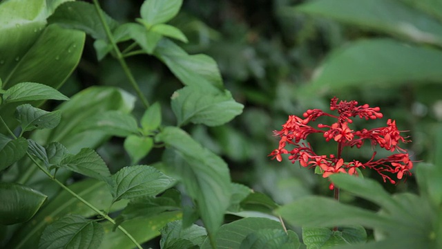 红色epidendrum花视频素材