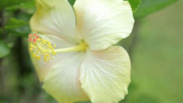 黄色的芙蓉花视频素材