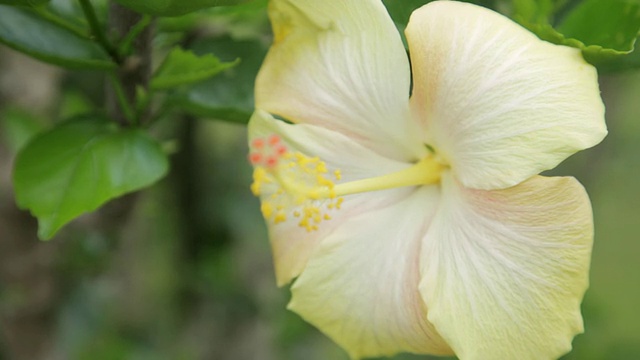 黄色的芙蓉花视频素材