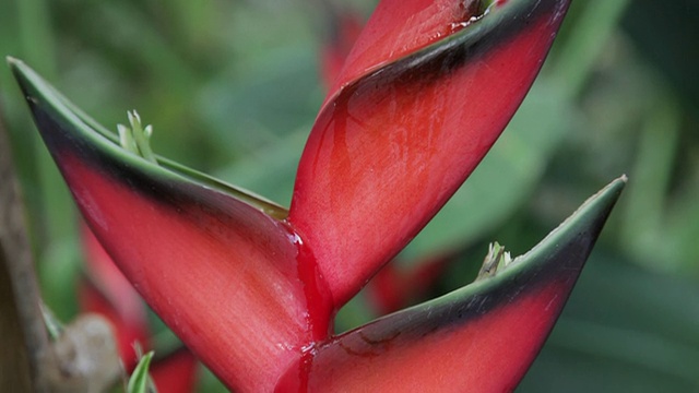 热带雨林花视频素材