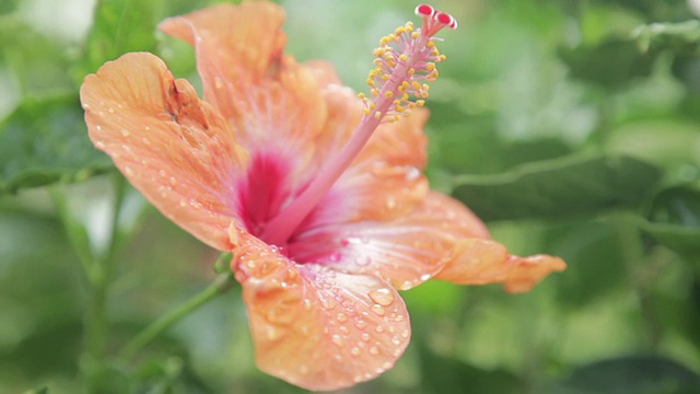 橙色的芙蓉花视频素材