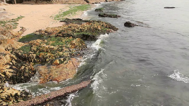 海滩上的海藻。视频素材