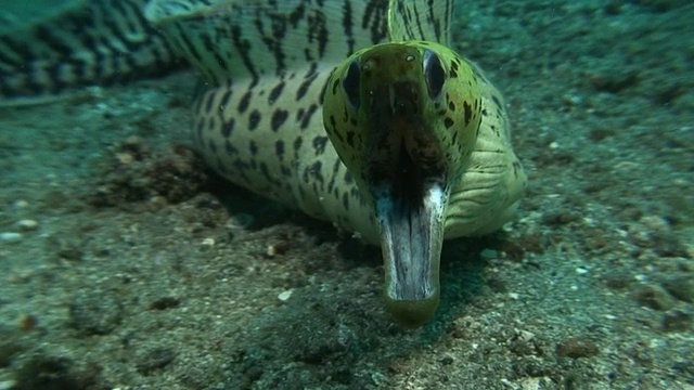 条海鳗视频素材