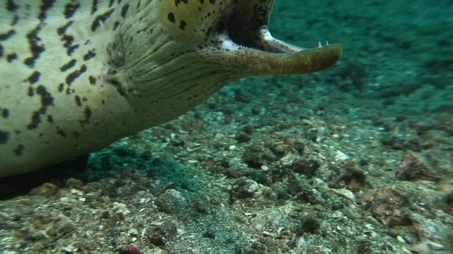 条海鳗视频素材