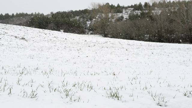 现场正在下雪视频下载