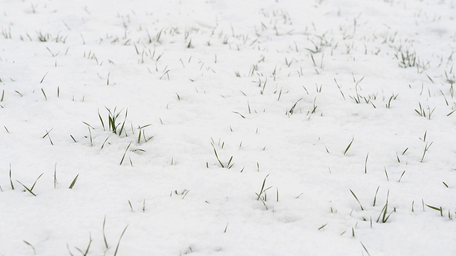 现场正在下雪视频素材