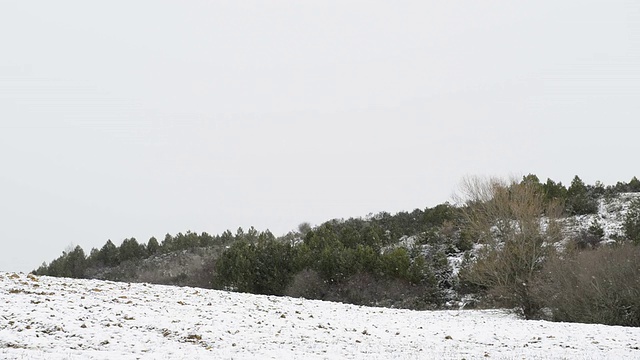 现场正在下雪视频素材