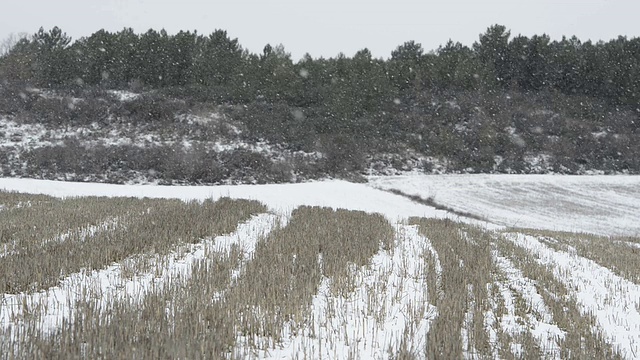 现场正在下雪视频素材