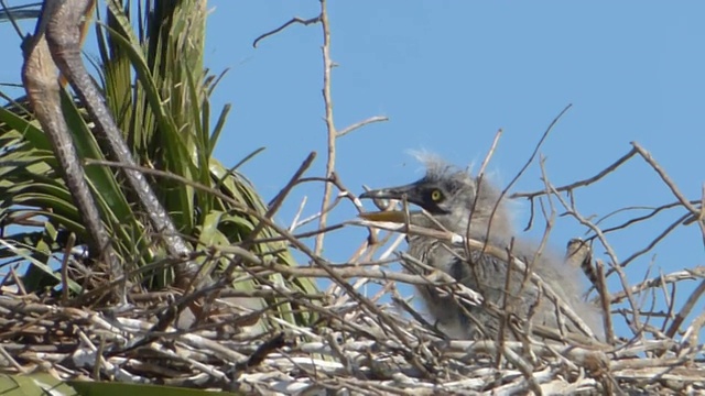 Bratty Heron Chick的特写视频素材