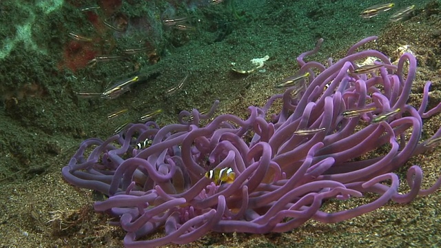 克拉克的Anemonefish视频素材