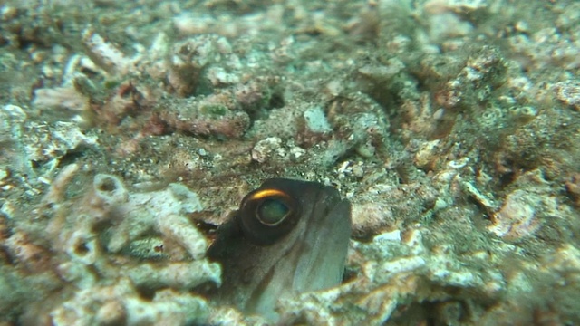 海洋中珊瑚的特写镜头视频素材