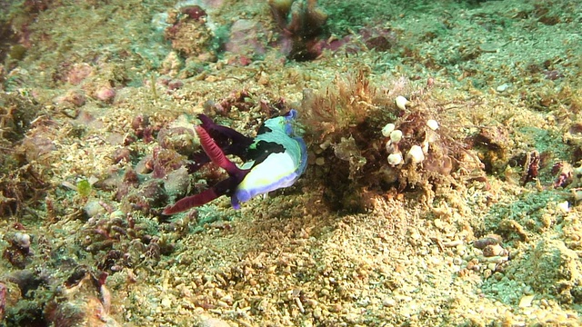 裸鳃亚目动物视频素材