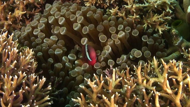 西红柿Anemonefish视频素材