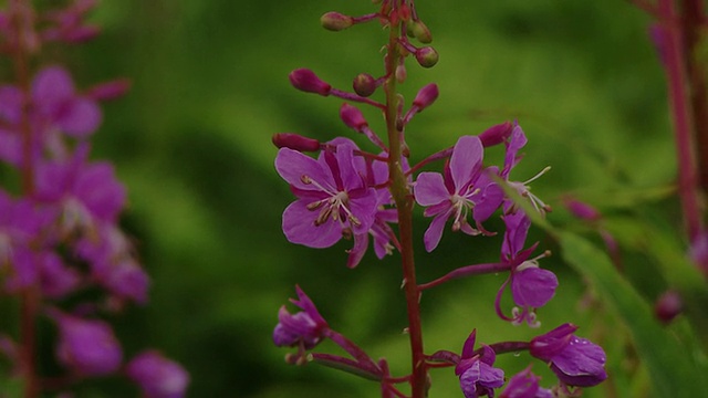 taon收集一朵花视频素材