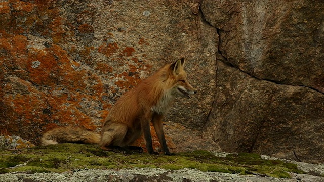 MS拍摄的一个红色的狐狸(Vulpes Vulpes)成年和工具包玩在一个彩色的岩石岩在黄昏视频素材