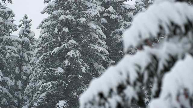 雪花落在云杉上视频素材