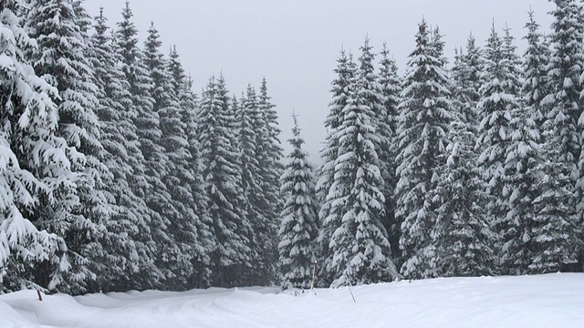 山林降雪视频素材