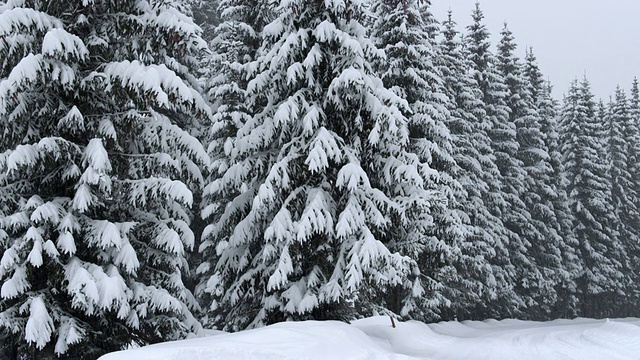 森林里的降雪视频素材