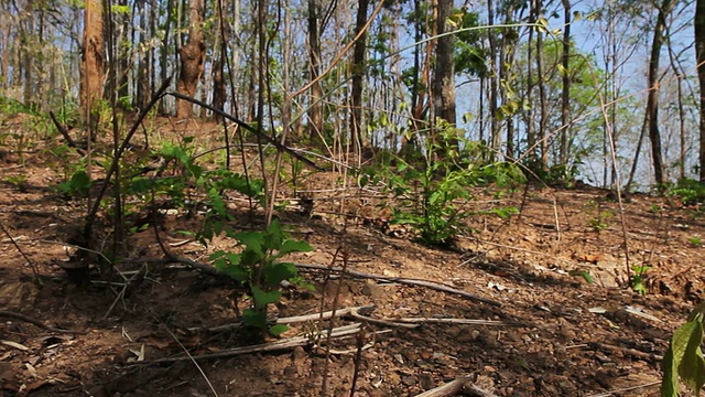 荒野背景视频素材