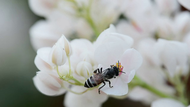 蜜蜂视频素材