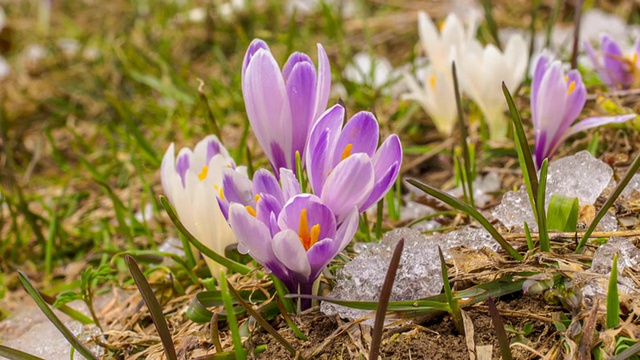 雪融春花与番红花视频素材