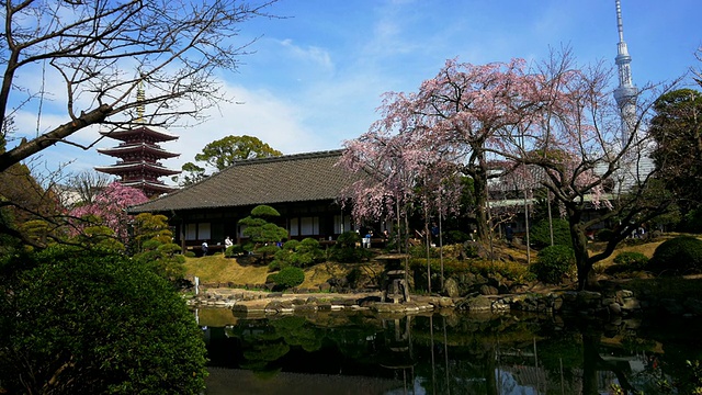 樱花和东京天空从denpoin寺庙视频素材