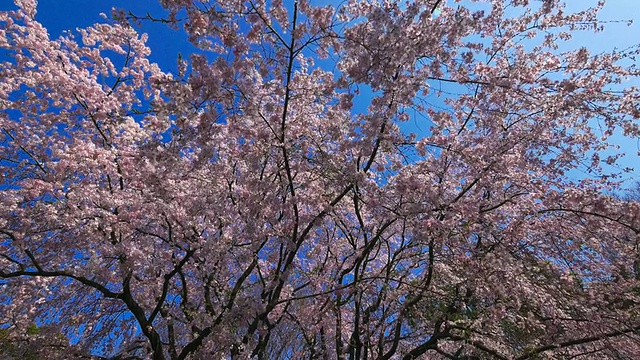 陆楝花园盛开的樱花视频素材