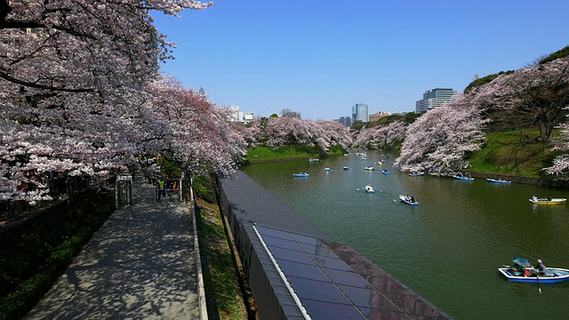 樱花锅从千鸟渊拍摄视频素材