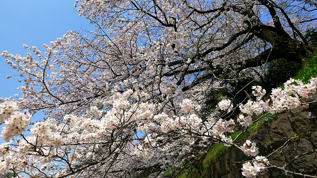 千鸟渊船上的樱花视频素材