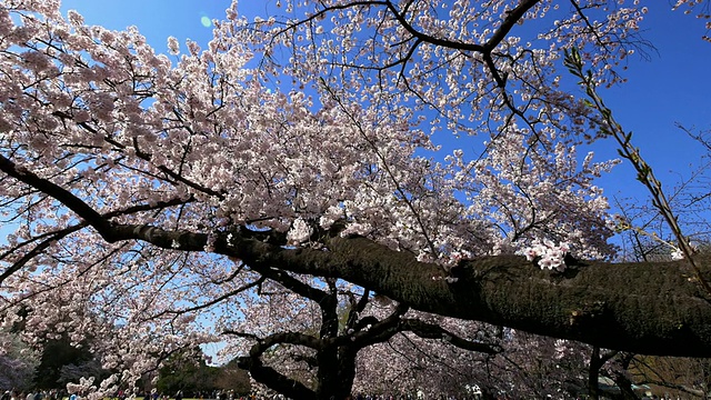 新宿御苑的樱花移动镜头视频素材